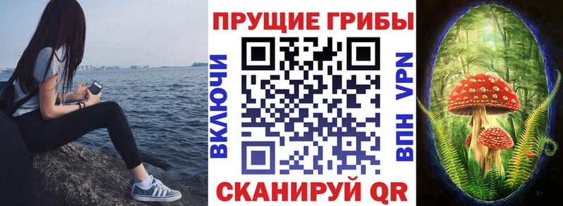 закладки  Волгореченск  Галлюциногенные грибы Cubensis 
